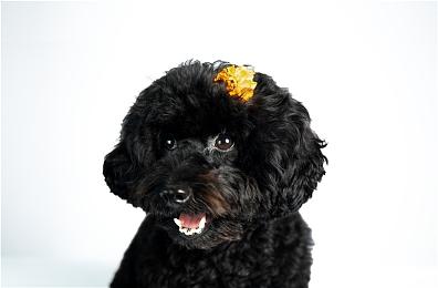 快节奏射击游戏《救国少女之斯娜静歌》8＆27推出